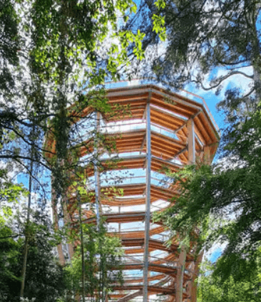 Beyond the Trees Avondale image