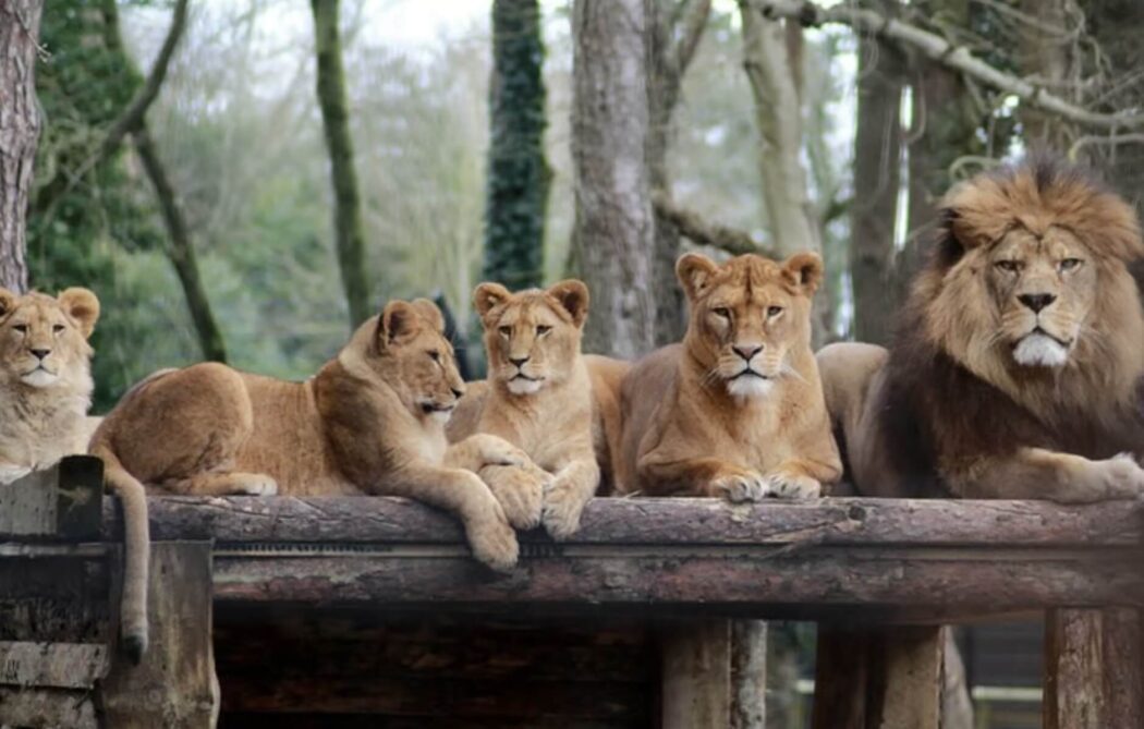 Port Lympne image