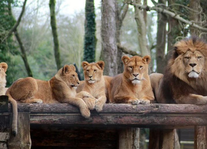 Port Lympne  image